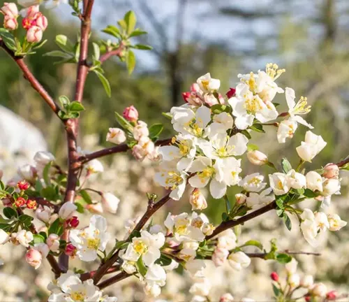 Sargent Crabapple Tree with white flowers and pink buds