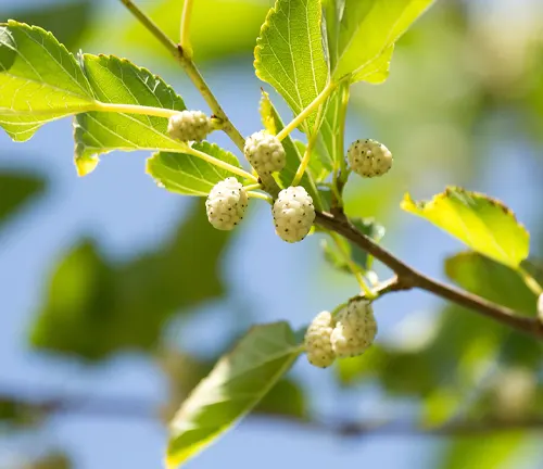 Close-up of White Mulberry on tree branch