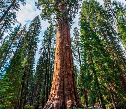 Low-angle view of General Sherman Tree
