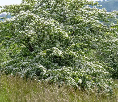A blooming Hawthorn tree with white flowers in a grassy field, cityscape in the distance