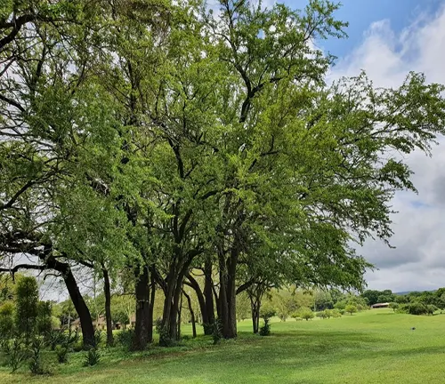 Group of Leadwood trees with thick trunks and wide canopies in a green field, under a blue sky with clouds