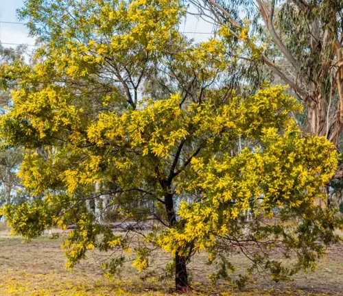 Golden Wattle tree in full bloom with yellow flowers in a park setting under a light blue sky