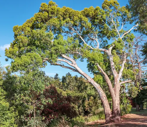 Karri tree with a white trunk and green leaves in a park setting under a blue sky