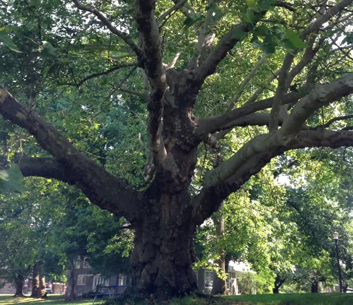 A large Plane Tree with multiple branches and lush green leaves in a serene park setting
