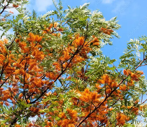 Silky Oak tree adorned with clusters of orange flowers and green leaves, set against a clear blue sky