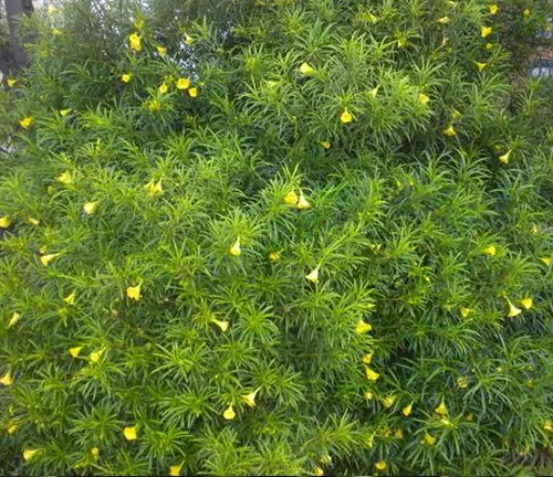 A yellow oleander bush with vibrant yellow flowers and lush green leaves