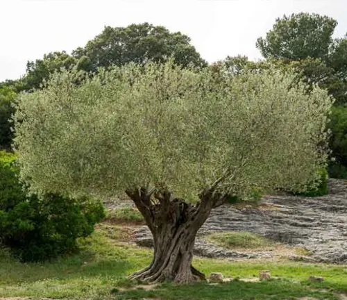 Old olive tree with gnarled trunk in a field