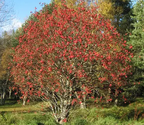 Vibrant Rowan tree with red berries in a park-like setting