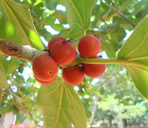 Close up of a cluster of red Banyan tree fruit on a branch with green leaves in the background