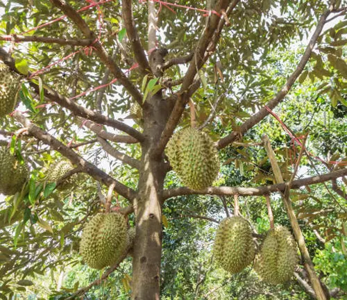 Durian tree with several large, spiky fruits hanging from its branches in a dense forest