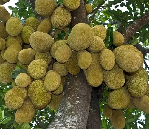 Jackfruit tree in forest