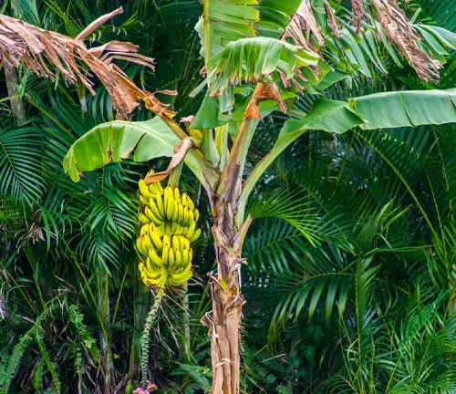 Banana tree with a bunch of ripe, yellow bananas, surrounded by green foliage