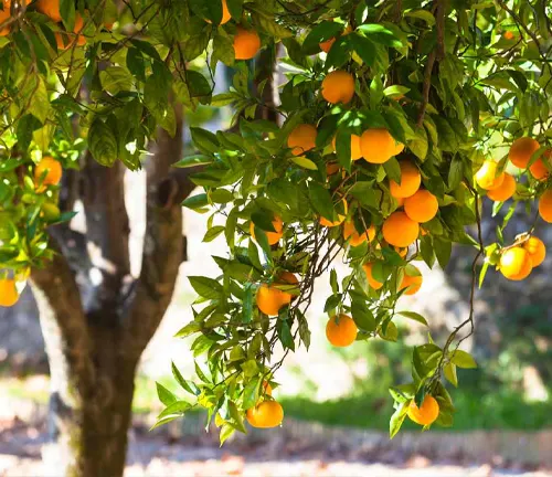 Orange tree with ripe oranges hanging from its branches in a garden setting