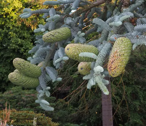 Close-up of Abies Procera tree branches with green cones hanging from them against a blurred background of trees and foliage