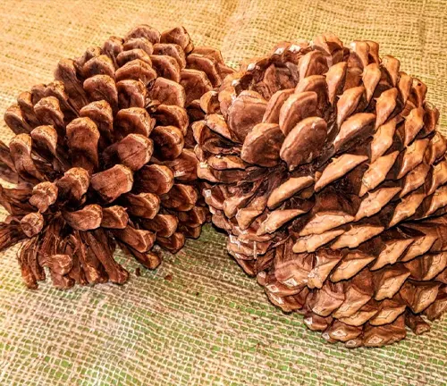 Two large pine cones from a Big Cone Pine Tree resting on a green and tan woven mat
