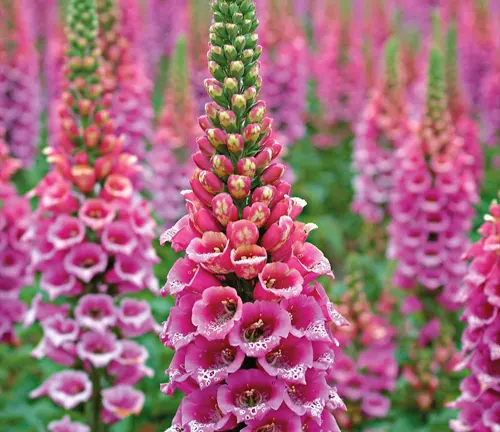 Close-up of a pink Foxglove plant with speckled flowers against a green foliage background