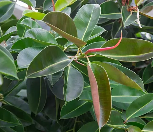 This is an image of a close-up view of a plant with glossy, oval-shaped green leaves and thin red stems. The background is blurred with more green leaves.