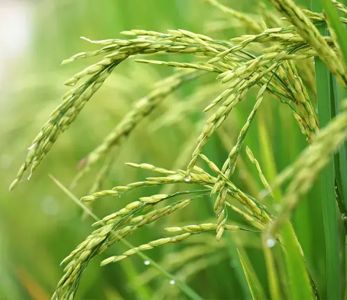 Botanical Beauty of "Rice plant"
