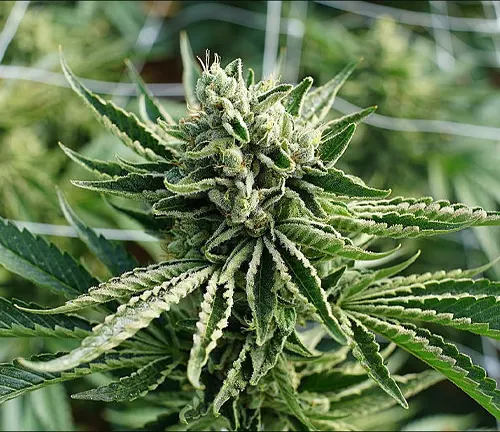 Botanical Beauty of the Marijuana Plant