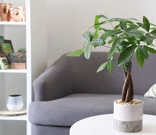 Potted plant with a braided trunk on a coffee table in a living room.