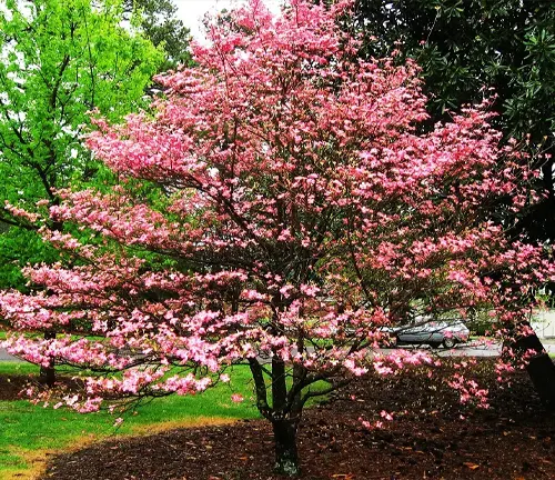 Dogwood Tree