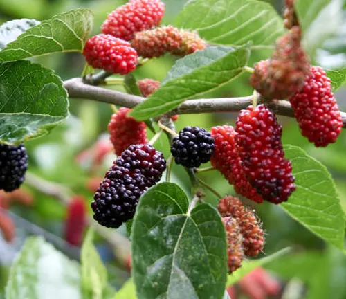 Ripe mulberries on a branch with green leaves.