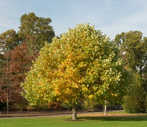 Tree with yellow leaves in a park