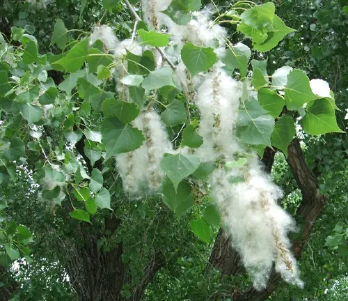Tree with white fluffy seed pods hanging from branches.