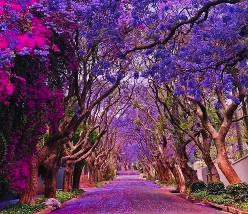 Jacaranda Tree