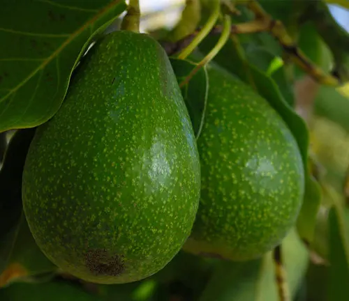 Avocado Tree