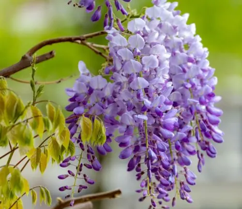 Wisteria Tree