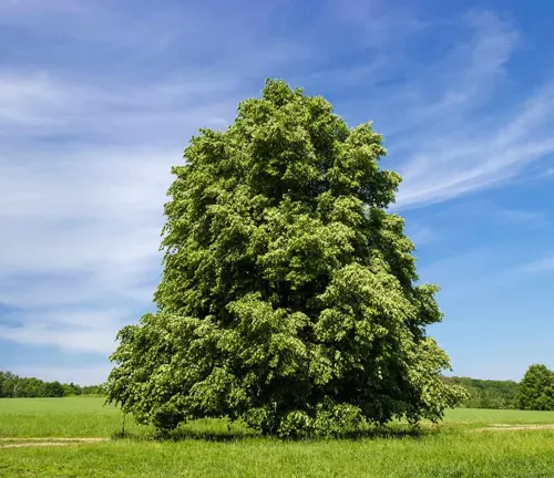 Large Linden tree in a field with a blue sky.
