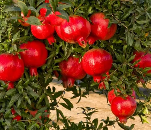 Close-up of red pomegranates on tree.