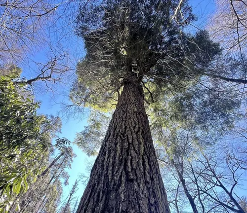 Tall tree with rough bark reaching skyward.