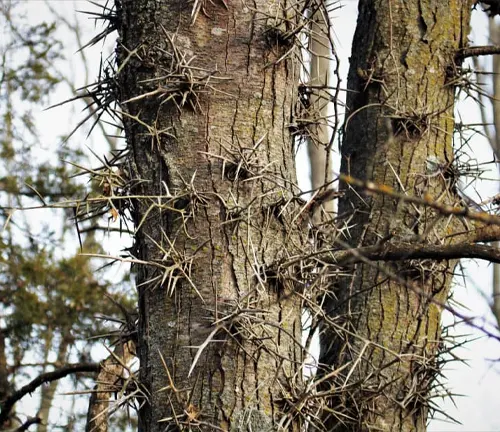 Close-up of thorny tree trunk.