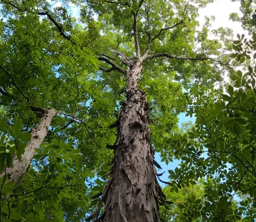 Tree trunk with peeling bark and green leaves against a blue sky.