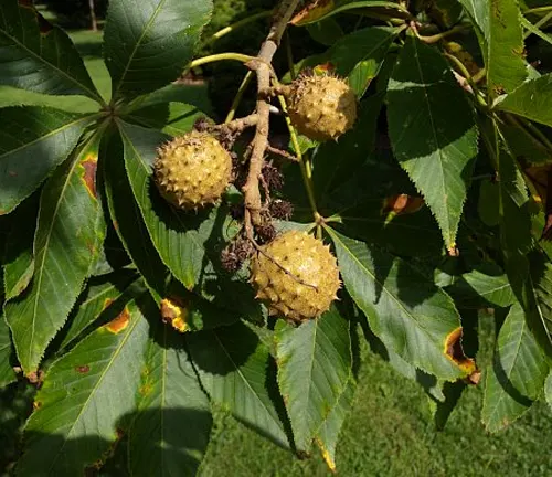 Branch with spiky yellow fruit and green leaves.