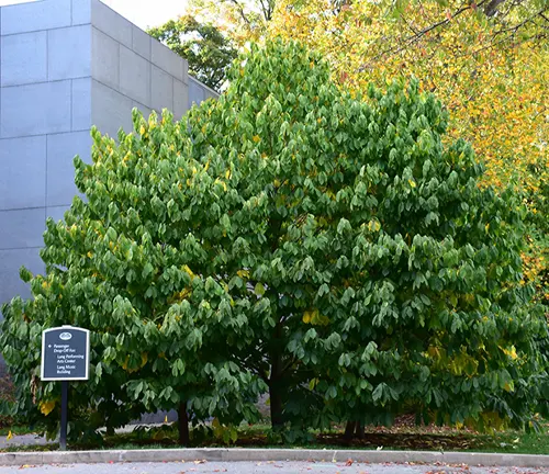 Deciduous tree with green leaves turning yellow in front of a gray building labeled