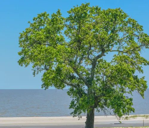 Large elm tree by the ocean under a clear blue sky.