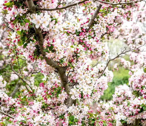 Pink and white cherry blossoms on branches.