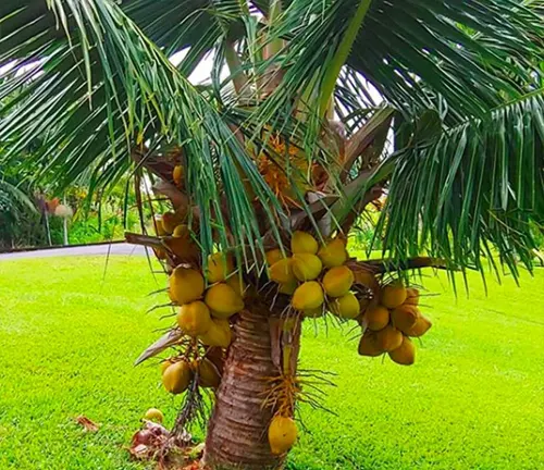 Palm tree with yellow coconuts in a grassy area.