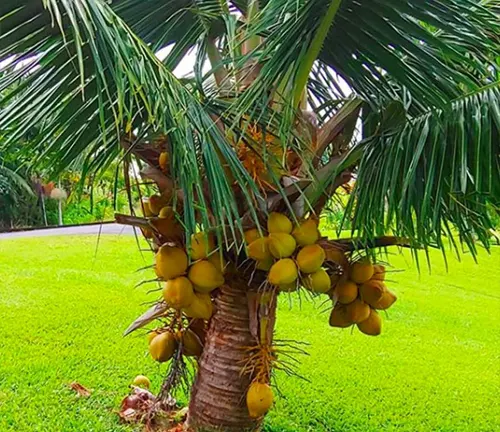 Coconut palm  Tree, Scientific Name, Uses, Cultivation, & Facts