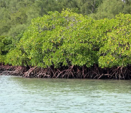 Mangrove trees with exposed roots on the shore.
