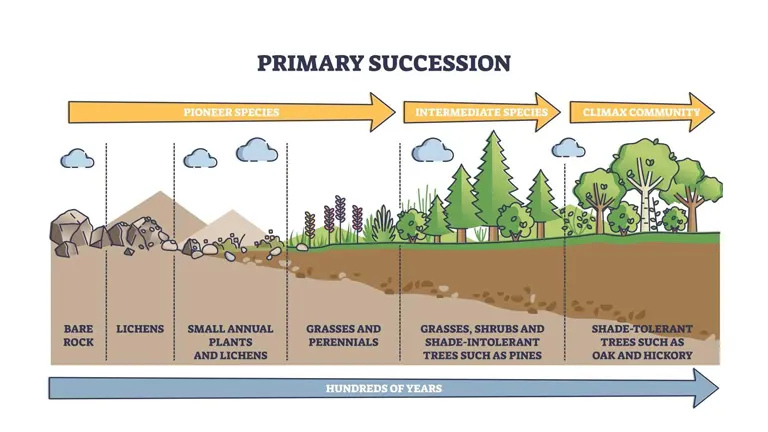Illustration of primary succession in forest management, depicting stages from bare rock to climax community