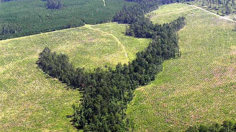 Aerial view of a sustainably managed forest divided into sections by dirt roads