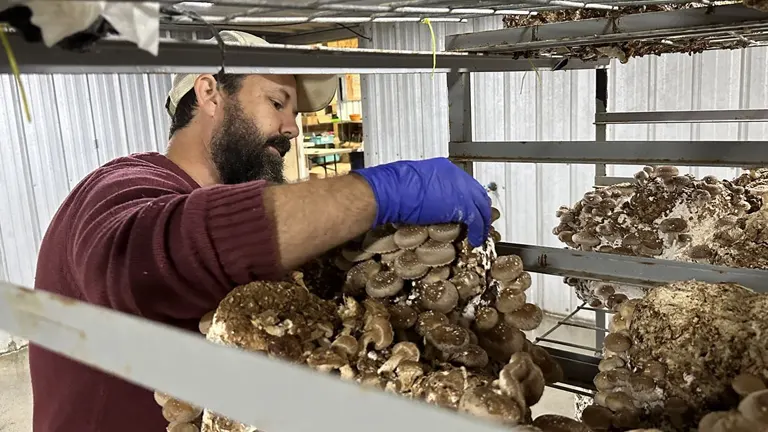 Person harvesting mushrooms in a warehouse for Haw River Mushrooms