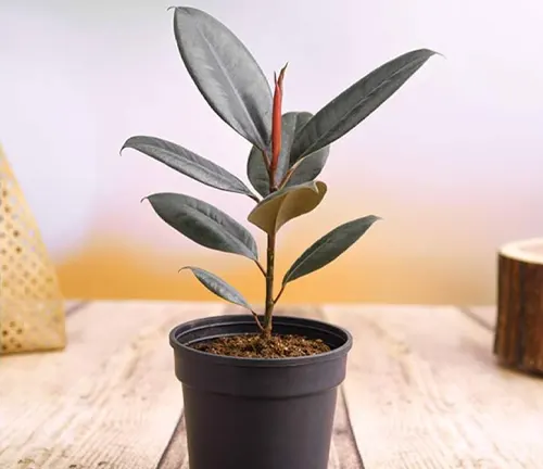This is an image of a potted plant with long green leaves and a central red shoot, placed on a wooden surface against a blurred background.
