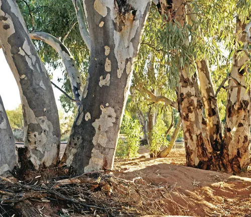 Group of Leadwood trees with distinctive white bark and green leaves in a dry landscape under a blue sky