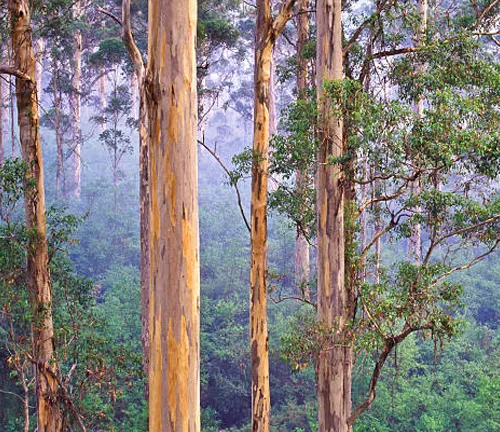 Several Karri trees with tall, straight trunks and peeling bark in a foggy, misty forest