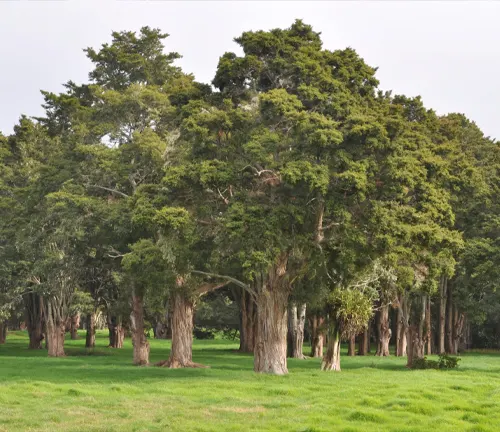 Group of Totara trees in a bright green grassy field